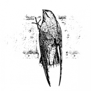 chimney-swift_magic_broom_waldorf_md